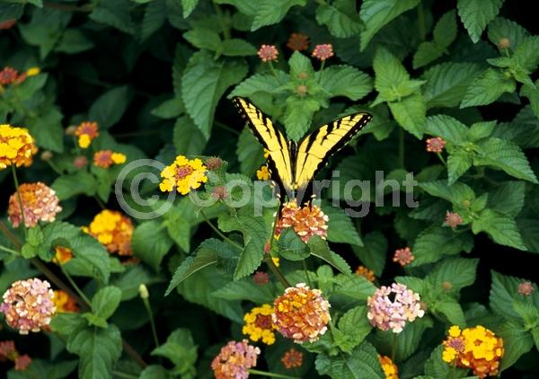 Red blooms; Orange blooms; Yellow blooms; White blooms; Pink blooms; Salmon blooms; Evergreen