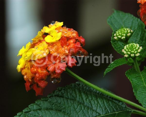 Red blooms; Orange blooms; Yellow blooms; White blooms; Pink blooms; Salmon blooms; Evergreen