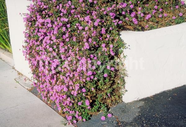 Lavender blooms; Evergreen