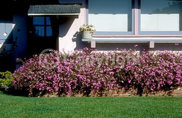 Lavender blooms; Evergreen