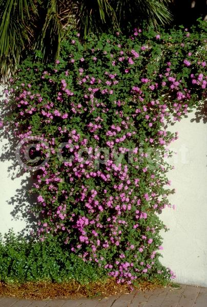 Lavender blooms; Evergreen
