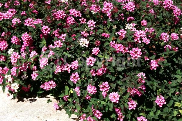 Lavender blooms; Evergreen