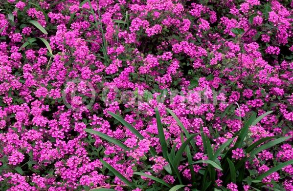 Lavender blooms; Evergreen