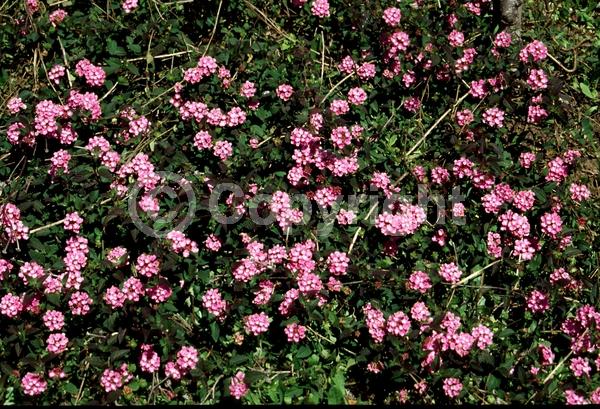 Lavender blooms; Evergreen