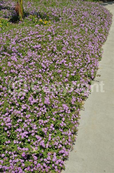 Lavender blooms; Evergreen