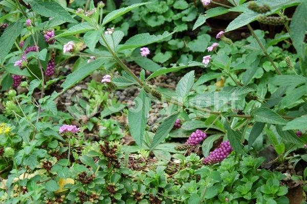 White blooms; Pink blooms; Lavender blooms