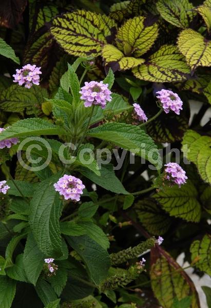 White blooms; Pink blooms; Lavender blooms