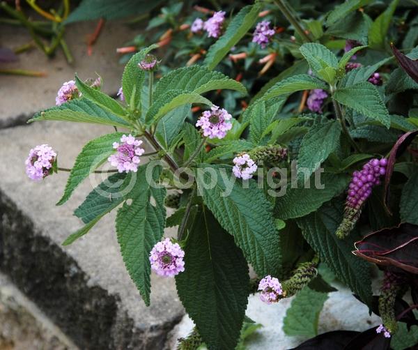 White blooms; Pink blooms; Lavender blooms