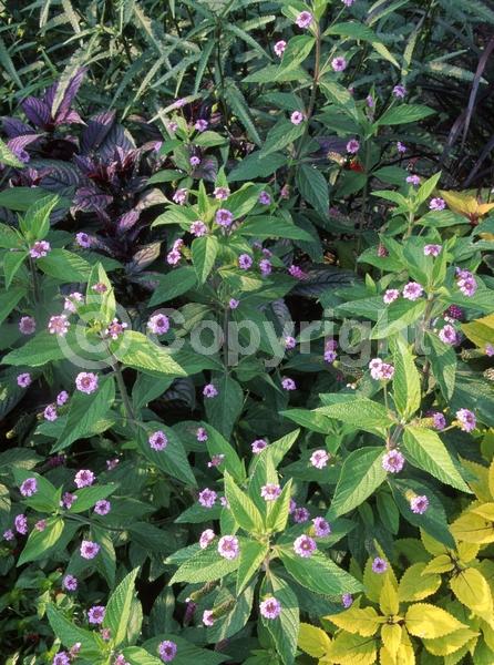 White blooms; Pink blooms; Lavender blooms