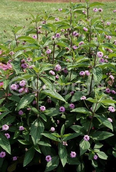 White blooms; Pink blooms; Lavender blooms