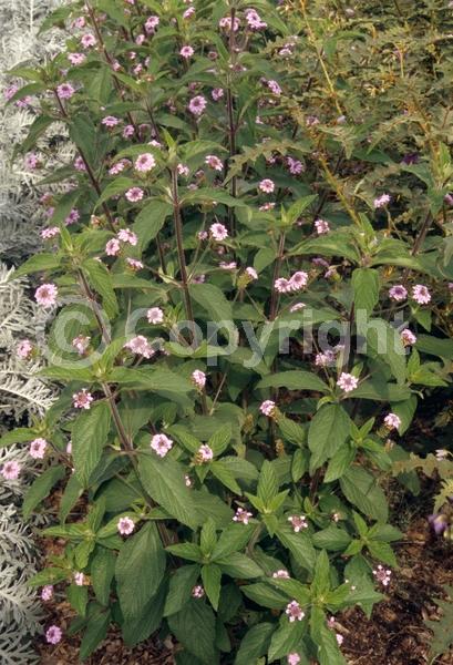 White blooms; Pink blooms; Lavender blooms
