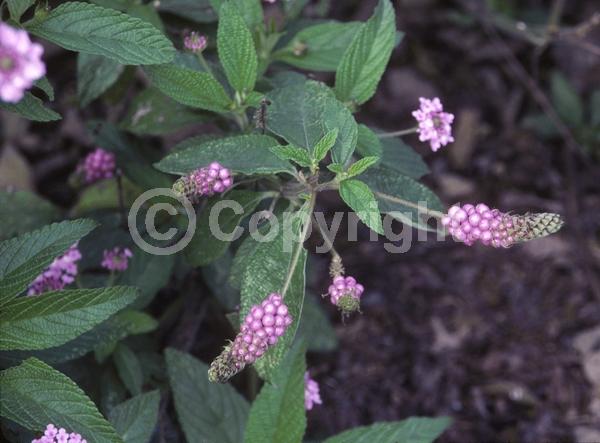 White blooms; Pink blooms; Lavender blooms