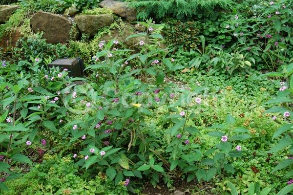 White blooms; Pink blooms; Lavender blooms