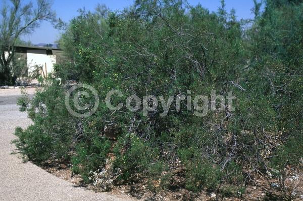 Yellow blooms; Evergreen; Semi-evergreen; North American Native
