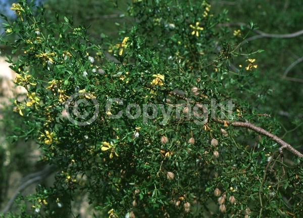 Yellow blooms; Evergreen; Semi-evergreen; North American Native
