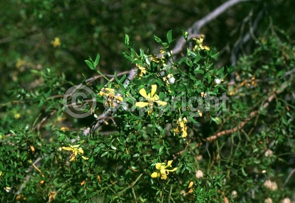 Yellow blooms; Evergreen; Semi-evergreen; North American Native