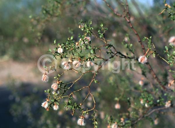 Yellow blooms; Evergreen; Semi-evergreen; North American Native