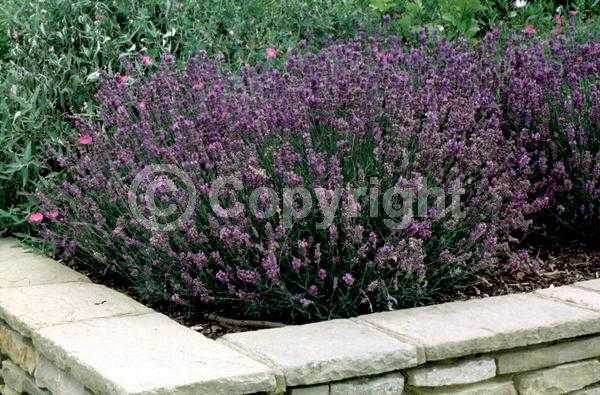 Purple blooms; Lavender blooms; Evergreen; Deciduous; Broadleaf