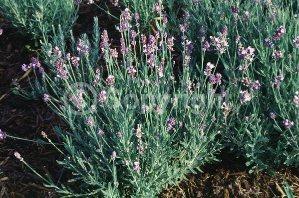Purple blooms; Evergreen; Needles or needle-like leaf