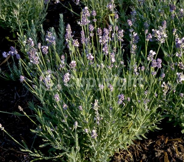 Purple blooms; Evergreen; Needles or needle-like leaf