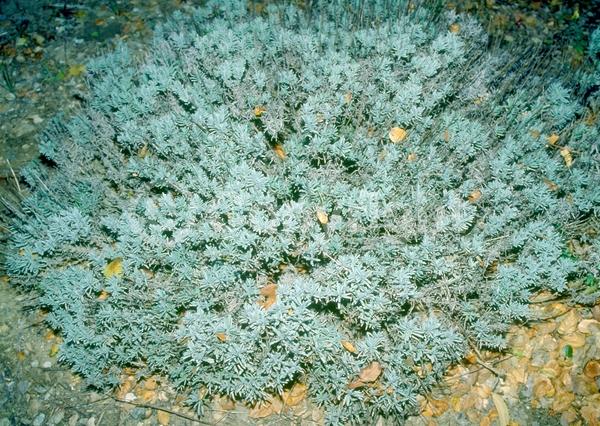 Purple blooms; Lavender blooms; Deciduous; Broadleaf