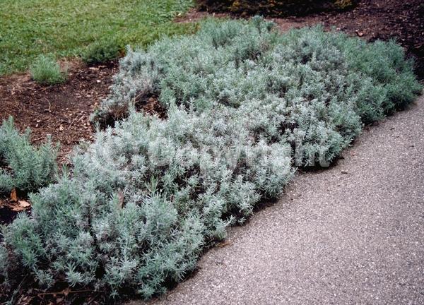 Purple blooms; Lavender blooms; Semi-evergreen; Deciduous; Broadleaf