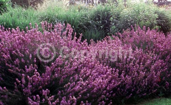Purple blooms; Lavender blooms; Semi-evergreen; Deciduous; Broadleaf