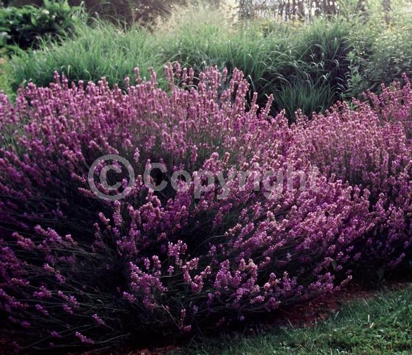 Purple blooms; Lavender blooms; Semi-evergreen; Deciduous; Broadleaf