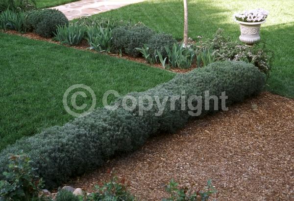 Purple blooms; Lavender blooms; Semi-evergreen; Deciduous; Broadleaf