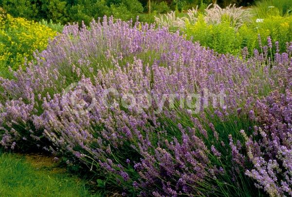 Purple blooms; Lavender blooms; Semi-evergreen; Deciduous; Broadleaf