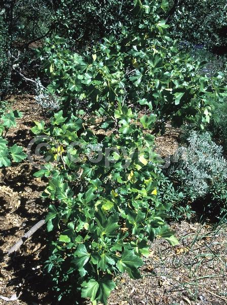 Pink blooms; Semi-evergreen; Deciduous; North American Native