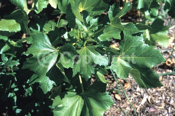 Pink blooms; Semi-evergreen; Deciduous; North American Native