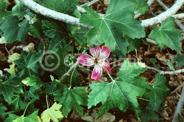 Pink blooms; Semi-evergreen; Deciduous; North American Native