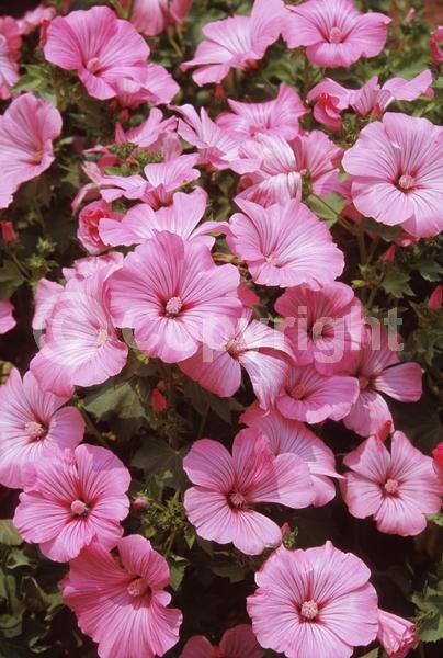 Purple blooms; Pink blooms; Deciduous