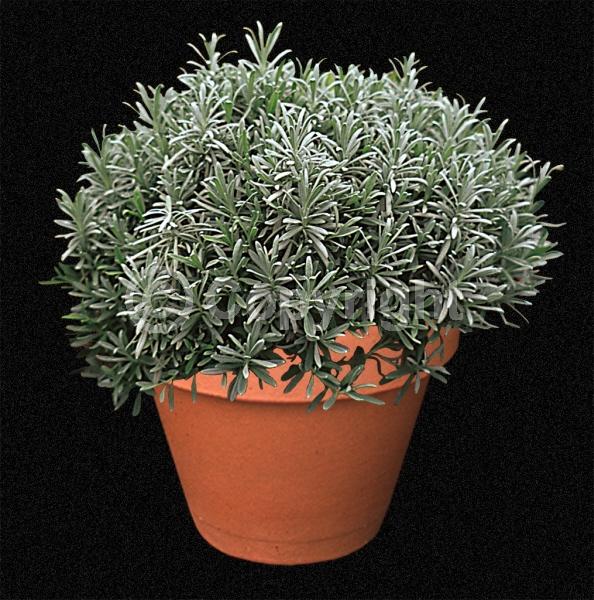 Blue blooms; Lavender blooms; Evergreen; Broadleaf