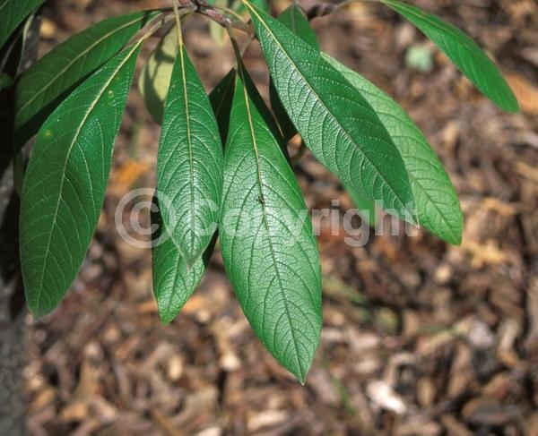 Deciduous; North American Native
