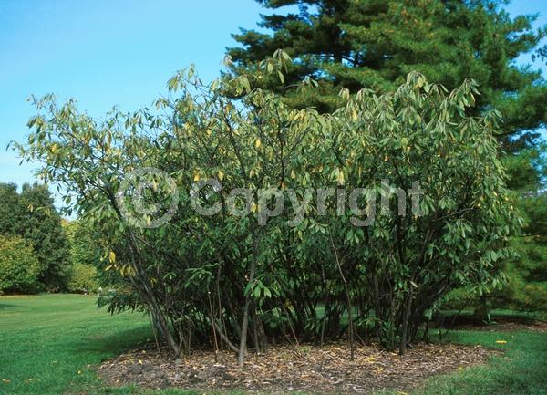 Deciduous; North American Native