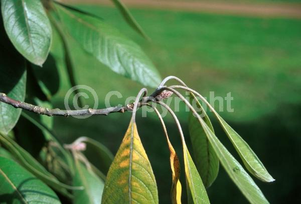 Deciduous; North American Native