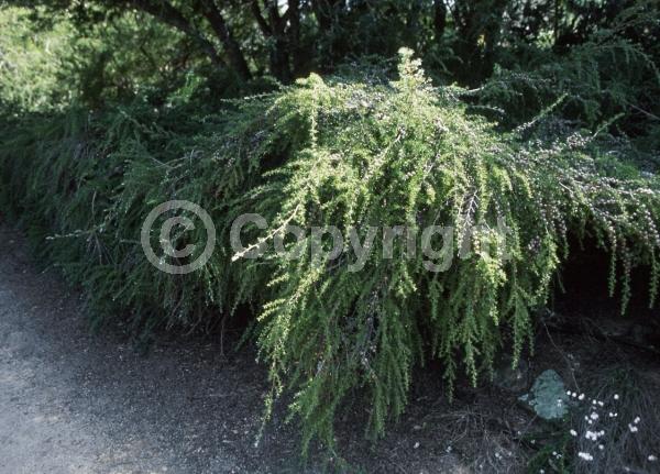 White blooms; Evergreen