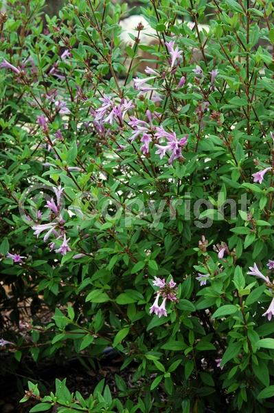 Purple blooms; Lavender blooms; Deciduous