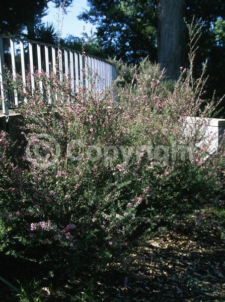 Red blooms; Pink blooms; Evergreen