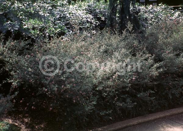 Red blooms; Pink blooms; Evergreen