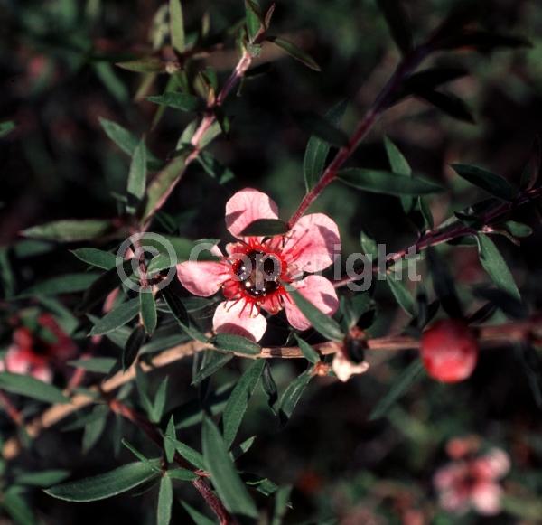 Red blooms; Pink blooms; Evergreen