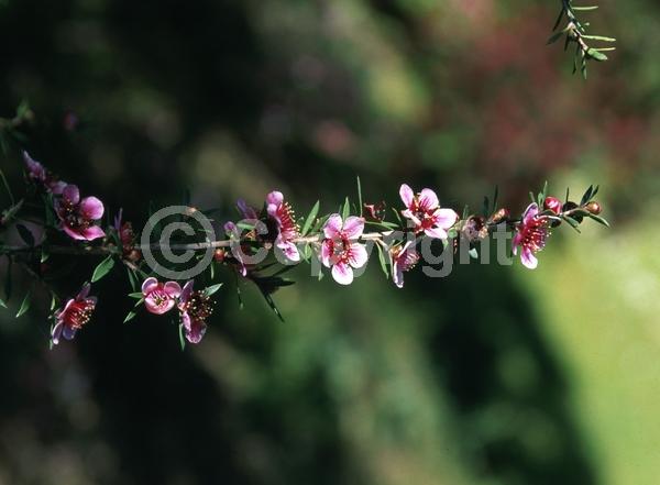 Red blooms; Pink blooms; Evergreen