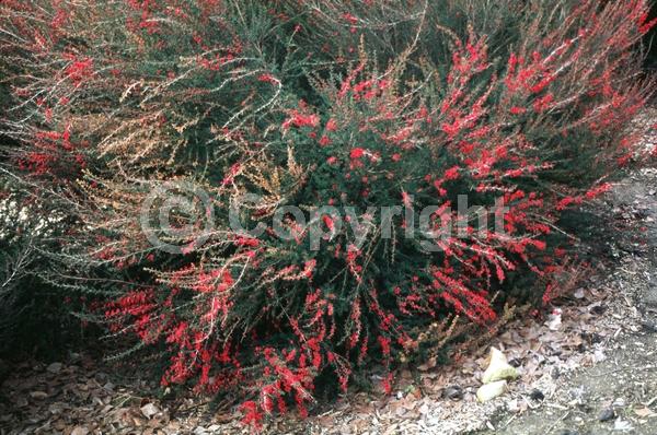 Red blooms; Evergreen