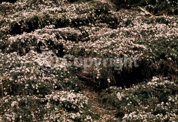 Pink blooms; Evergreen