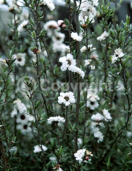 White blooms; Evergreen; Broadleaf