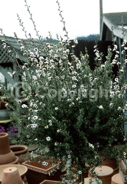 White blooms; Evergreen; Broadleaf