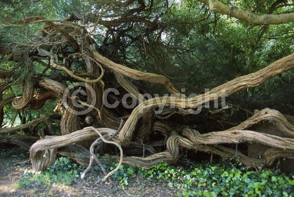 Red blooms; Pink blooms; Evergreen