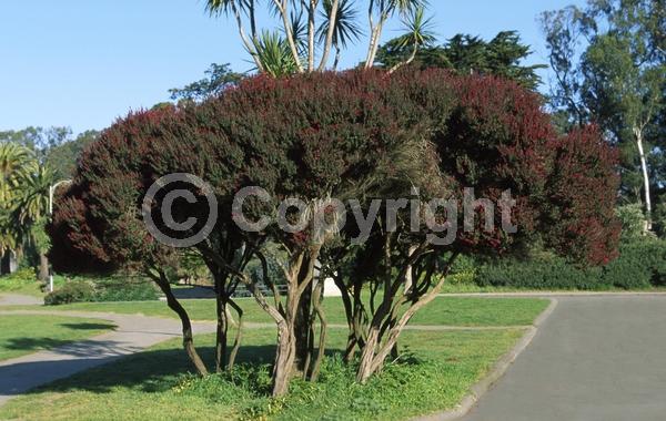 Red blooms; Pink blooms; Evergreen